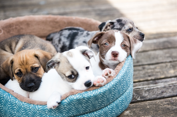 Pet store sale play with puppies