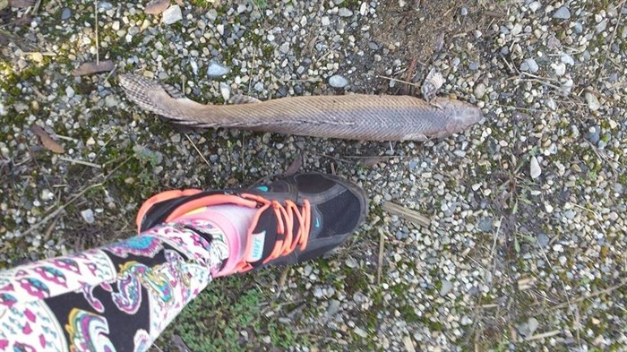 Residents wasted no time notifying the Department of Fisheries and Oceans of a strange fish found near Shuswap Lake. 