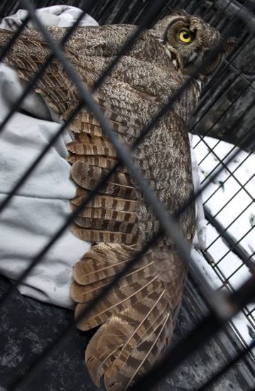 Foggoa says the animal's wingspan surprised her when she placed the owl in her dog's crate for transport.