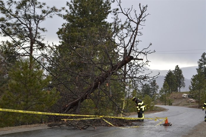 A tree knocked over in the windstorm Saturday, March 12, 2016 grabbed a Telus line on its way down in the 1500-block of Lewis Road.