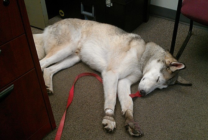 Shadow spent the morning resting with his rescuers at Kelowna Transit.
