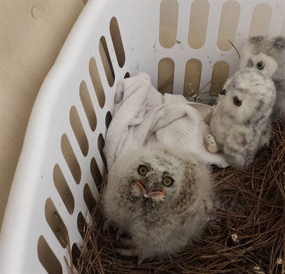 Two baby owls will be available for public viewing at an open house scheduled for May 1.