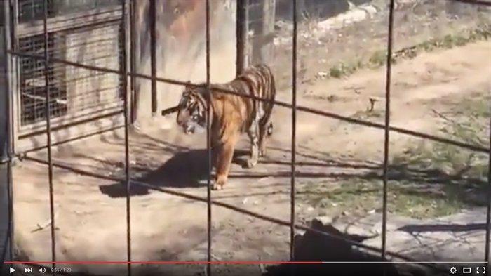 Video shows woman hopping first of two fences at zoo's tiger exhibit ...