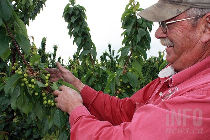 Oliver cherry grower Greg Norton displays rapidly growing Rainier cherries on his Oliver orchard. Norton expects to be harvesting in late June this year.