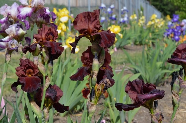 Unruh started collecting irises five years ago and says it 'got a little out of control.'