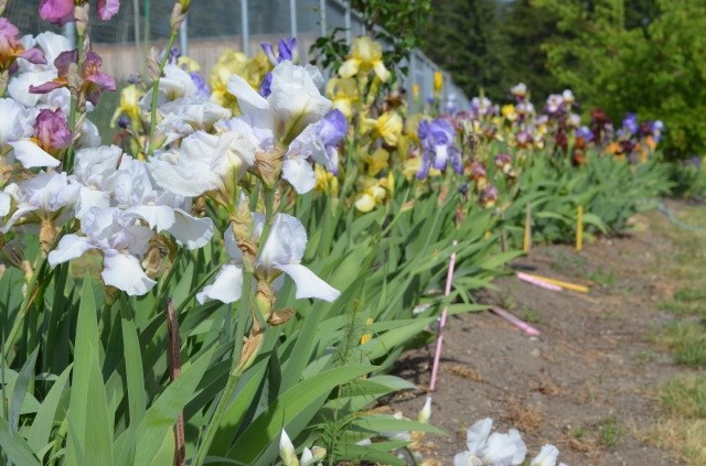 Falkland gardener Marianne Unruh has over 250 different colours of irises — and plans to have a lot more. 