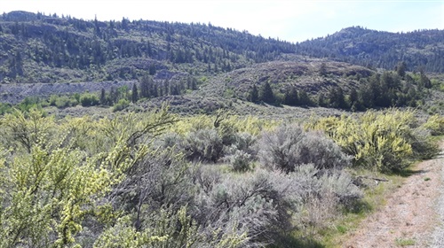 The Desert Creatures Are Comin Through Osoyoos Desert Centre Infonews Thompson Okanagan S News Source