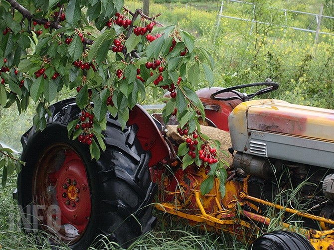 Cherry growers in the Okanagan had a rough year.