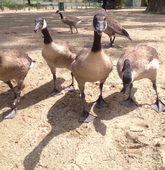 Trinity Wiseman got up close and personal with the Kal Beach geese during a family trip to Vernon. 