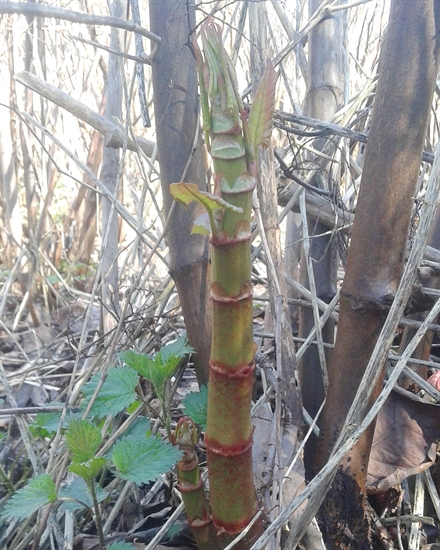 Japanese Knotweed if left alone, will grow 6-10 feet tall and become inedible.