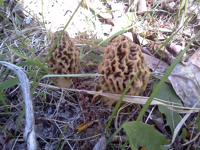 Morels are wild mushrooms that will only grow a year after a forest fire.