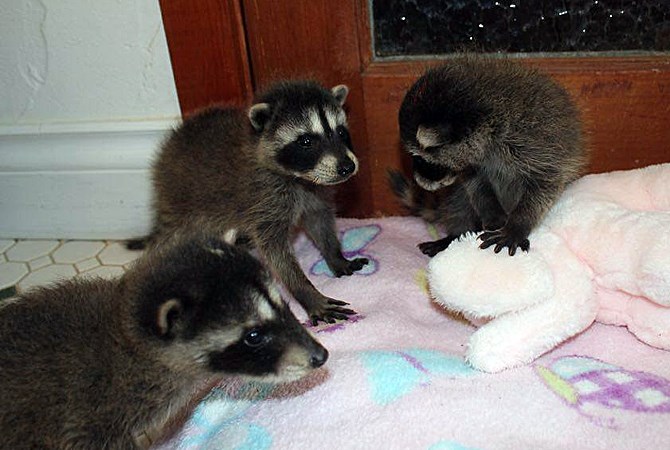 The three baby raccoons rescued by a West Kelowna man and cared for by the staff at Rose Valley Veterinary Hospital are doing well in their new home.