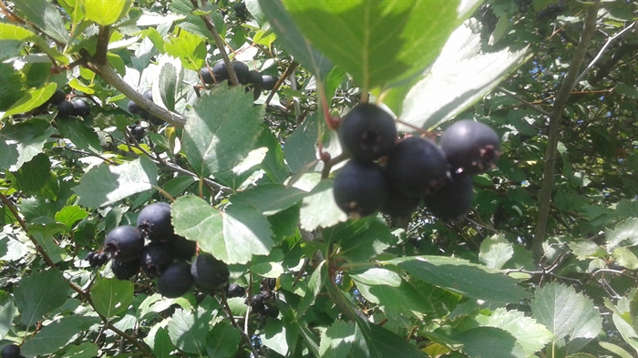Black hawthorn berries grow on a tall and spiky bush or tree, depending on size. They resemble blueberries and have a soft pulp on the inside when ripe (as well as a few very hard seeds).