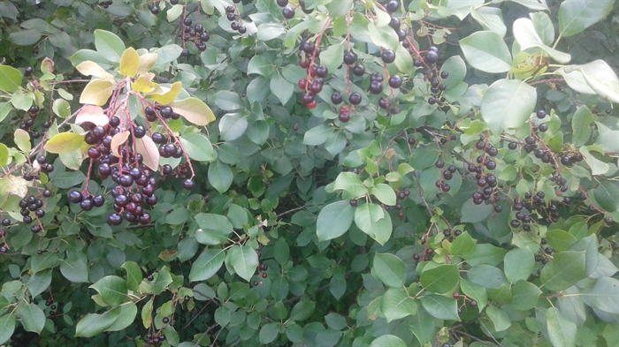 Chokecherries dangle from their branches in like small bunches of grapes. The chokecherries in this image dark purple.