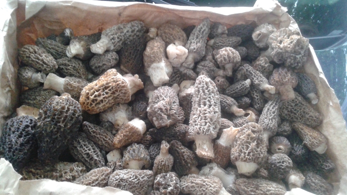 Finding morel mushrooms makes for a great bounty from the forests.