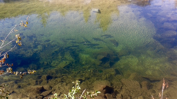 Bull trout in a creek near the author's campsite.