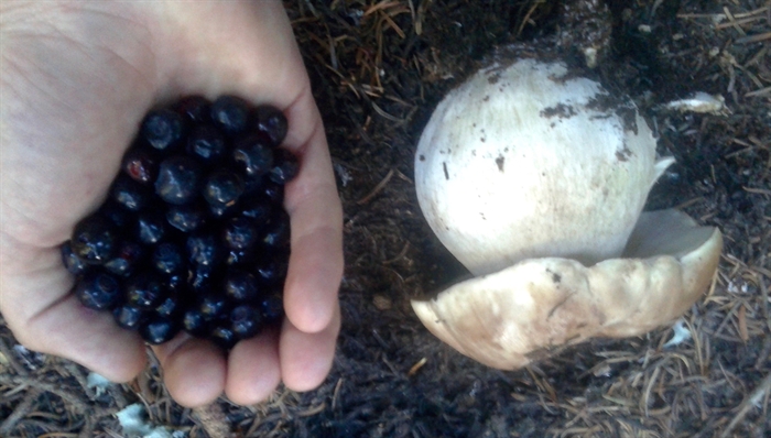 Huckleberries and a porcini mushroom.