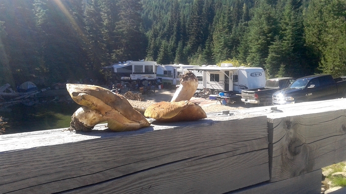 Porcini mushrooms on bridge near the author's campsite.