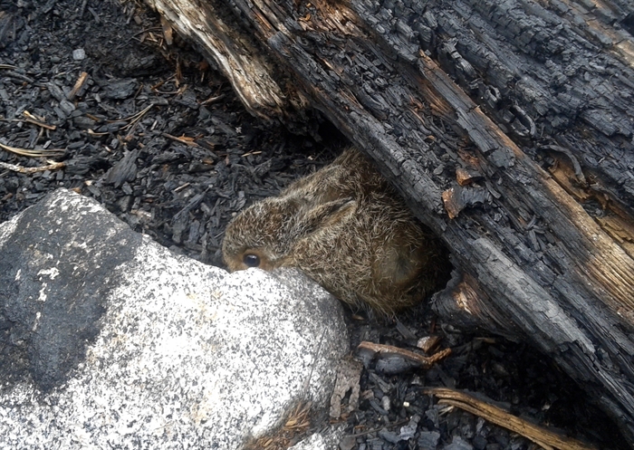 A bunny the author spotted in a burnt out area of the forest.