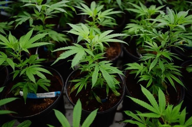 FILE PHOTO - Marijuana plants are pictured during a tour of Tweed Inc. in Smiths Falls, Ont. on Thursday, Jan. 21, 2016.