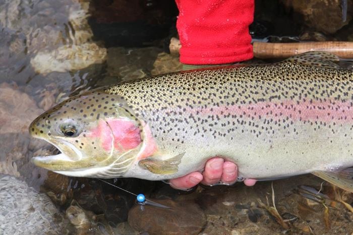 Catch-and-release steelhead fishing closing on part of Thompson