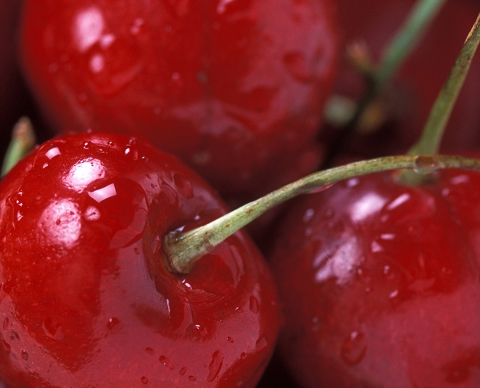 Why Okanagan Cherry Growers Are Turning To Helicopters To Save Their