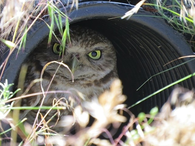 FILE PHOTO: Owls, like this one living near Osoyoos, will be released into the new burrow area near Napier Lake in spring of 2017.