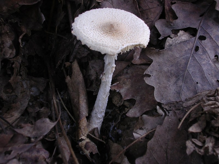 Lepiota mushroom