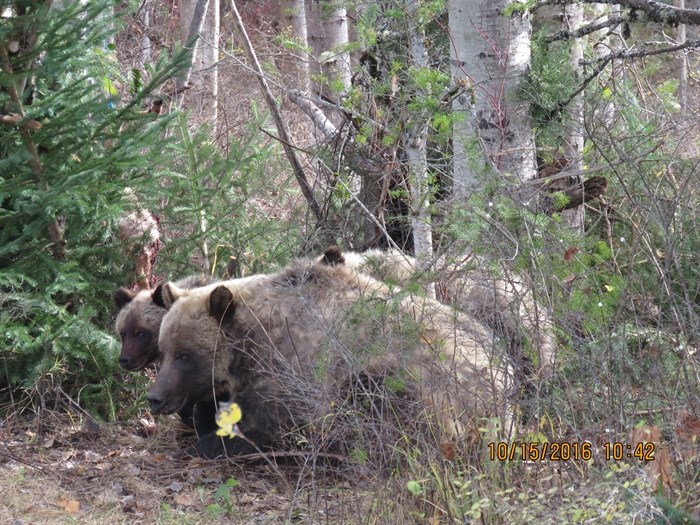 Conservation officers say translocation is often a last resort when bears become too habituated to humans and human food sources. 