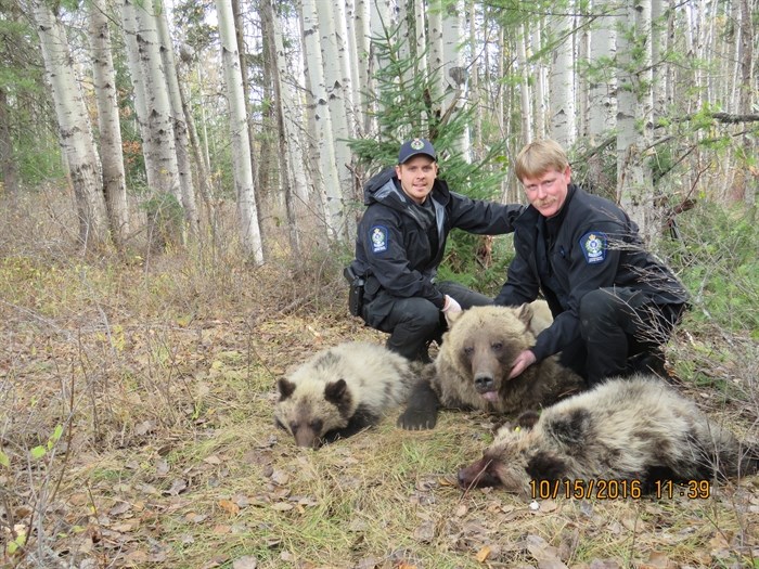 Pictured above is the grizzly sow and her two cubs after Conservation Officers captured and tranquillized them in order to translocate the animals. 