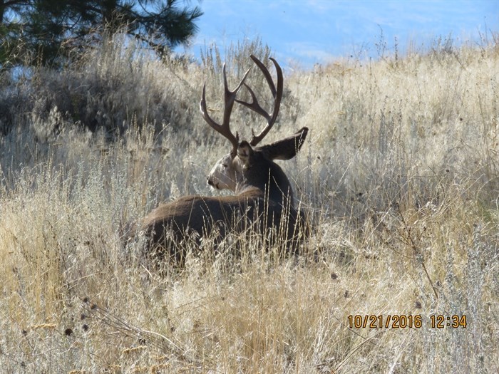 The buck that was trapped is seen here in the field behind the house where he was found.