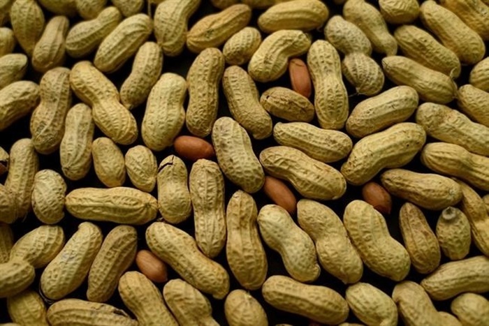 Skin patch could help kids with peanut allergies Study