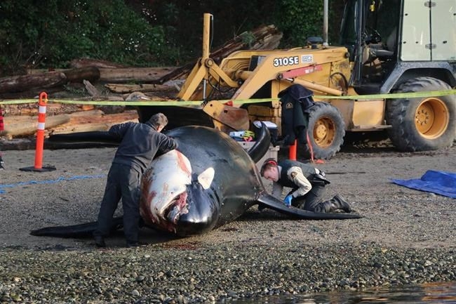 Baby Suffered Blunt Force Trauma Photo Necropsy on endangered killer whale shows animal suffered 