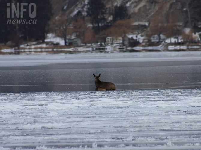 A deer struggles to free itself from the ice on Skaha Lake near Okanagan Falls today Jan 6, 2017.