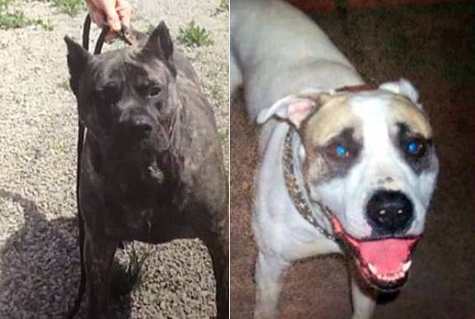 A judge ruled that Jake (left) be declared a dangerous dog and euthanized, while Buddy (right) must be housed under strict conditions after both attacked a much smaller dog in Peachland Jan. 1, 2015.