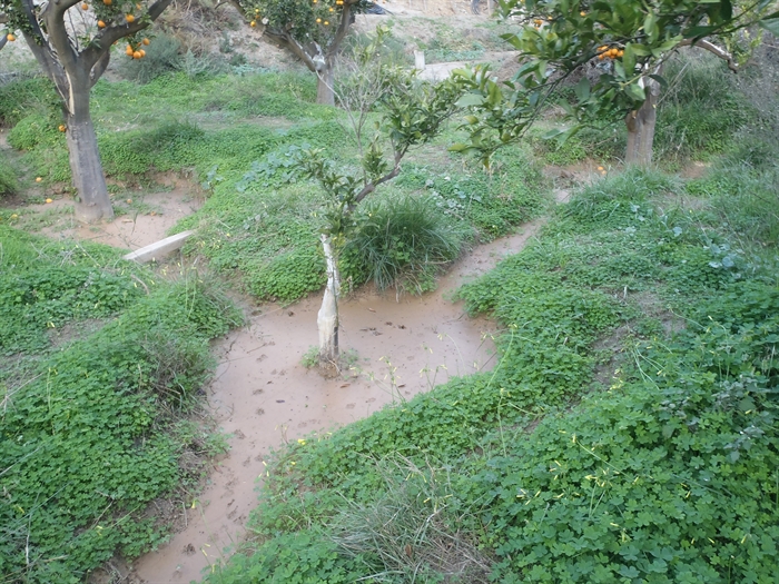 Irrigation channels capture rain water in the garden of mostly orange trees.
