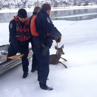 The rescued fawn and B.C. Conservation officers, Jan 6. 2017.