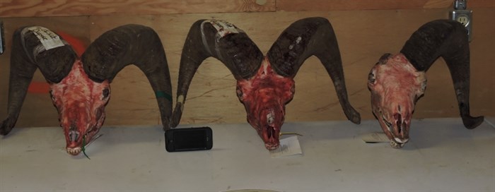 The heads of three rams killed by Marlene Kato. She lost possession of them and had to pay a $2,000 fine after pleading guilty to not taking the meat of one of the animals with her in November 2014.