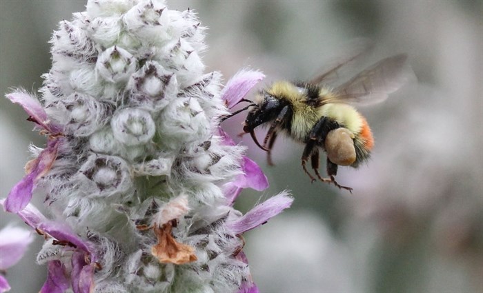 Okanagan beekeepers are reporting higher than normal bee mortality rates this past winter.