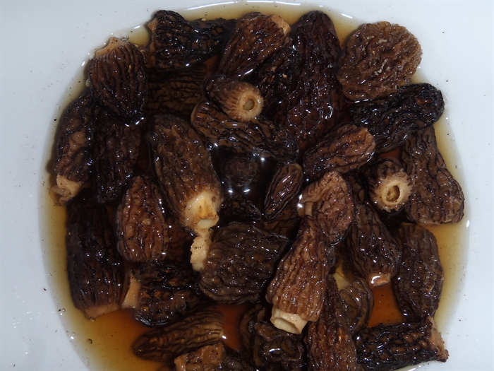 Dried morels rehydrating