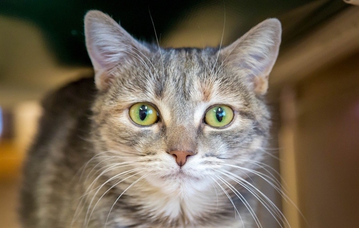 Looking for a forever home; Kelowna SPCA pet of the week | iNFOnews ...