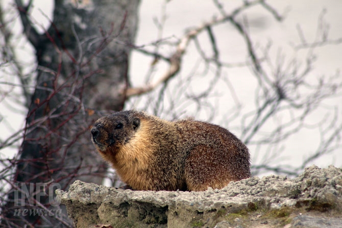 Marmot downtown 2024