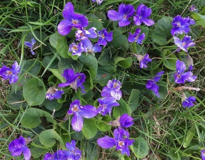 Violets are the first 'sign of spring' in the author's opinion.