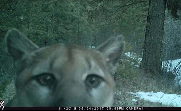 Wild Wednesday How To Stay Safe In Cougar Country In Bc Infonews Thompson Okanagans News 