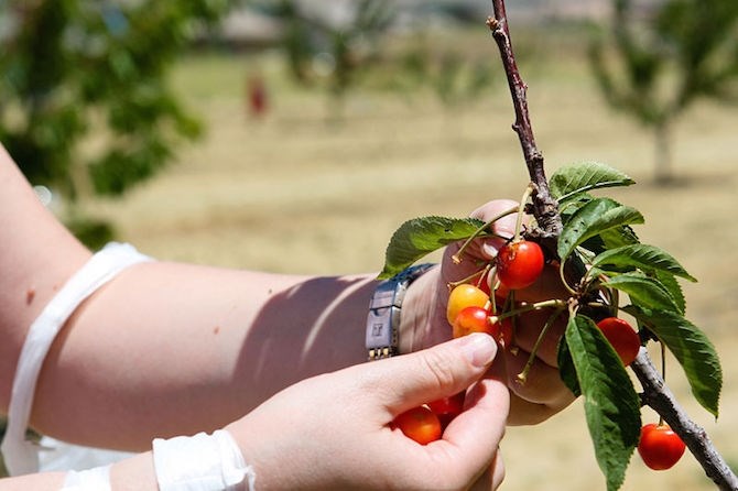 The cherry harvest is fully underway in the South Okanagan and now getting underway in the Central and North Okanagan, but growers have their hands full dealing with weather and labour issues this year.