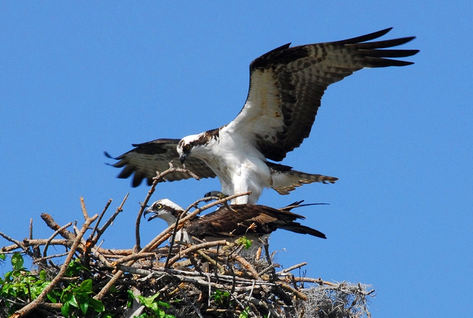 Osprey cam is back online in Okanagan - InfoNews