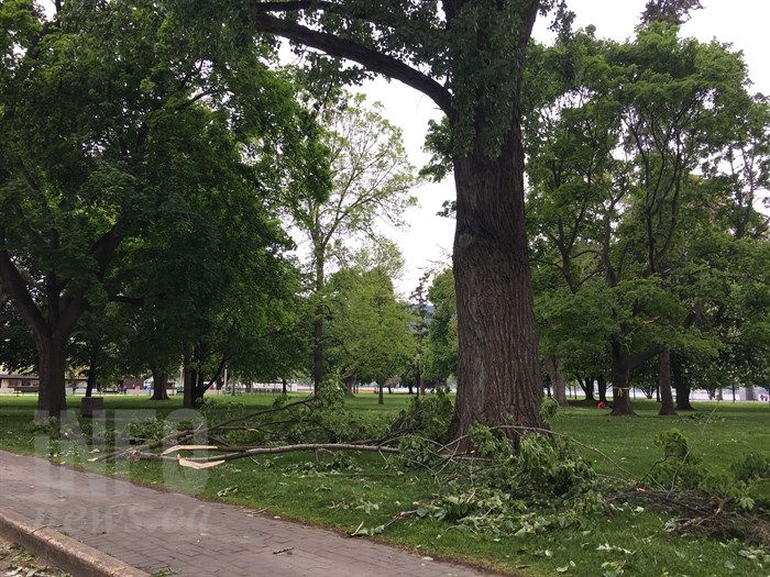 Many tree branches were broken in Tuesday night's wind storm in Kelowna where winds reached 74 km/hr. This photo was taken in Kelowna City Park. 
