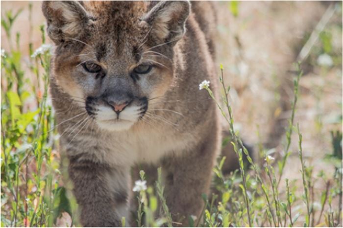 Possible mountain lion reported in Princeton resident's yard 