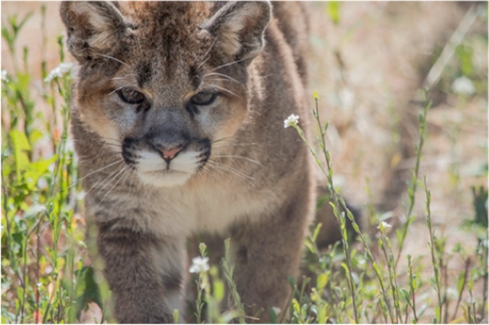 Princeton Rcmp Officer Forced To Shoot Cougar Infonews Thompson 