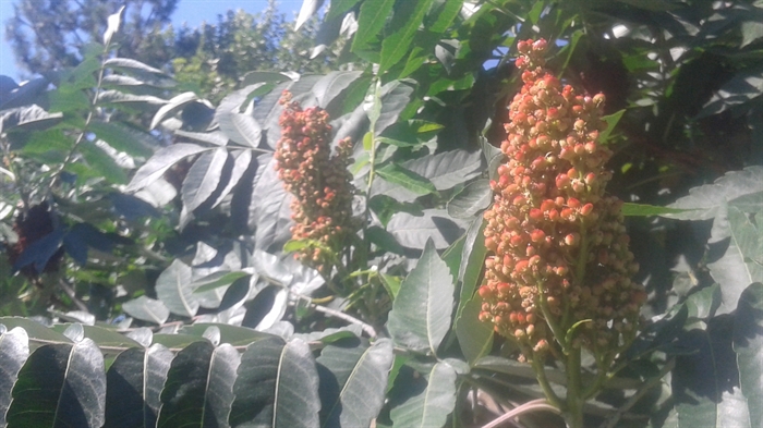 Sumac is seen ripening in the author’s backyard.